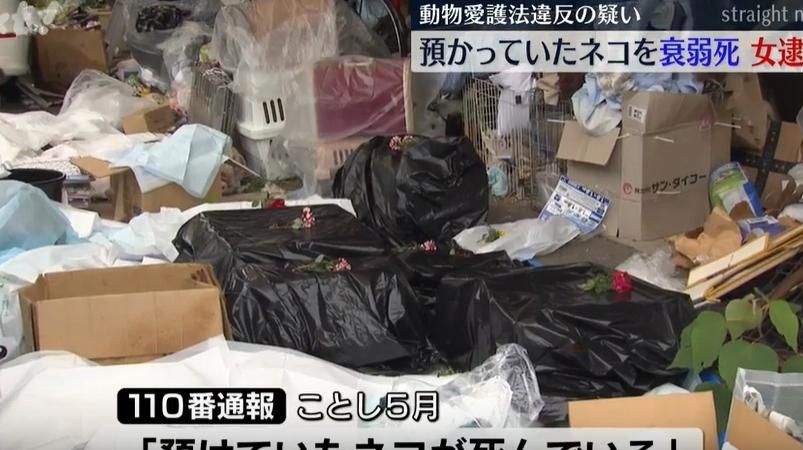 日女收養百隻貓卻養不起！住處「堆滿貓屍」觸目驚心