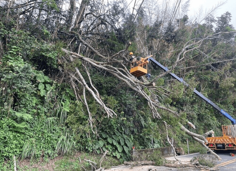 阿里山公路樹木倒塌阻斷　工務段衝現場搶修
