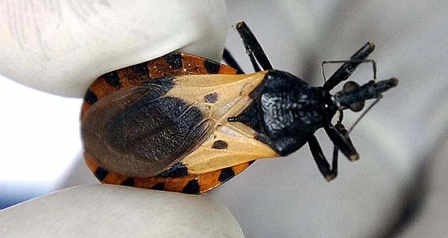 美32州現「接吻蟲」！CDC估28萬人染病　嚴重恐死亡