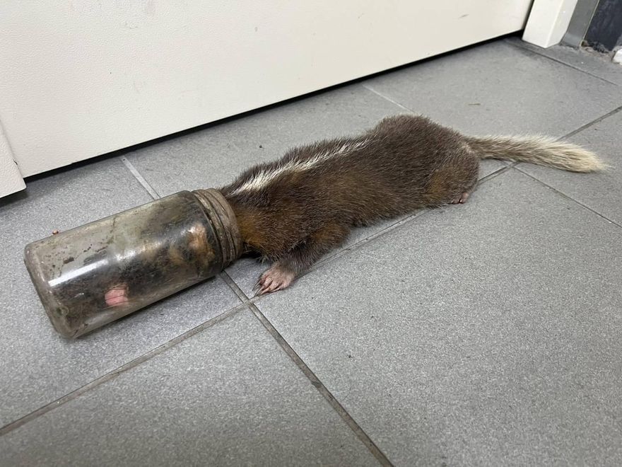野生鼬獾捕食「頭卡玻璃瓶」險窒息　獸醫急救治野放