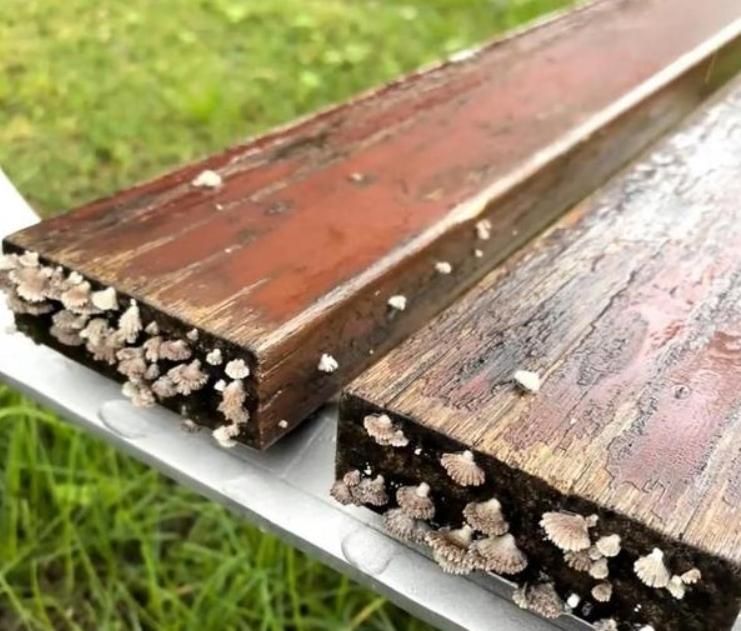 連下1個月雨！西安人快抓狂　遍地長蘑菇、樹幹冒出木耳
