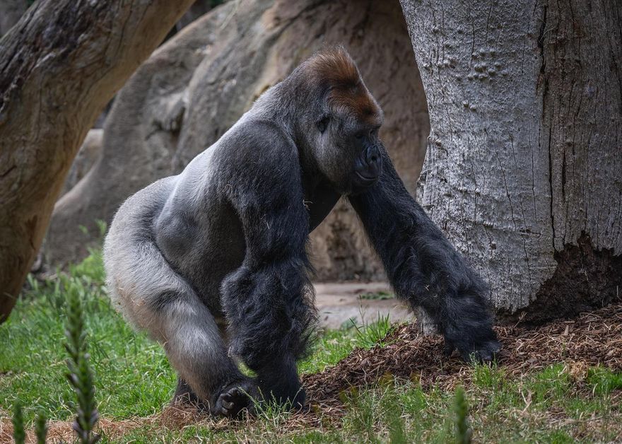 驚天一砸強化玻璃應聲碎裂！美動物園大猩猩突發狂　遊客嚇瘋