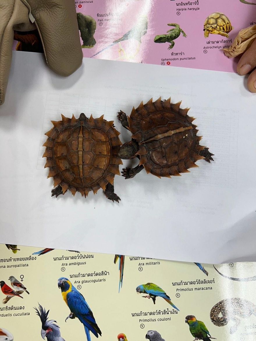 印度星龜塞襪綁身！3台男泰國走私被抓　警查獲52保育類動物