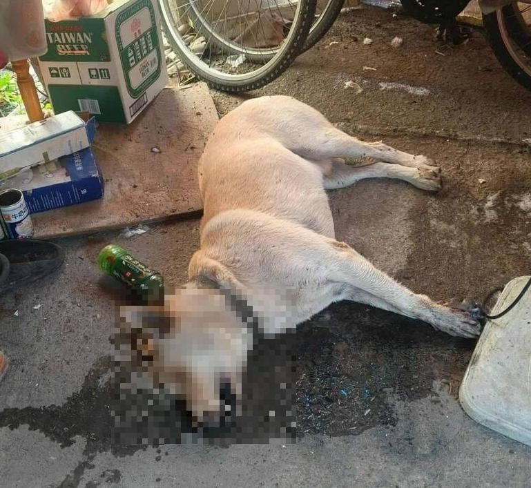 毒餌害命！台中石岡5狗慘死　毛孩拖命見主人最後一面