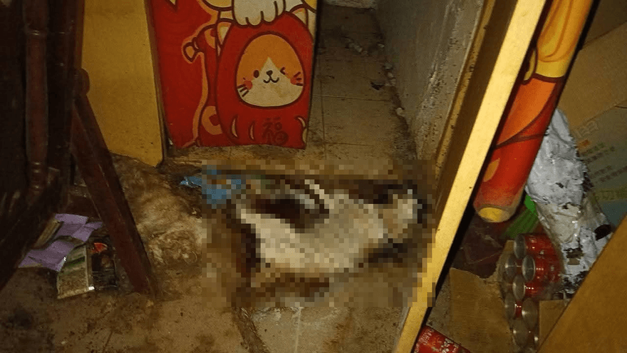 毛孩煉獄現場曝！租客落跑「3貓1狗」遭餓死　屍水滲滿地