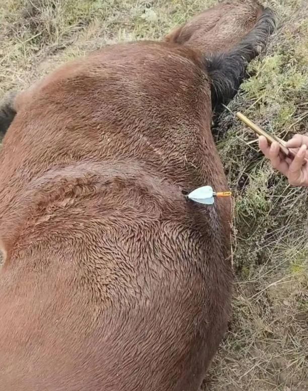 高科技盜獵新手法！陸多地「熱成像無人機」投箭射殺家畜惹議