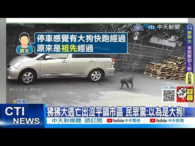 遇兇猛狒狒教戰手則！「4不1放」要注意　露齒笑等於挑釁牠