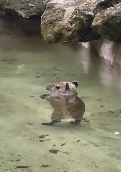影/麥可傑克森轉世？水豚君水中「月球漫步」萌翻網　動物園揭雙足行走真相