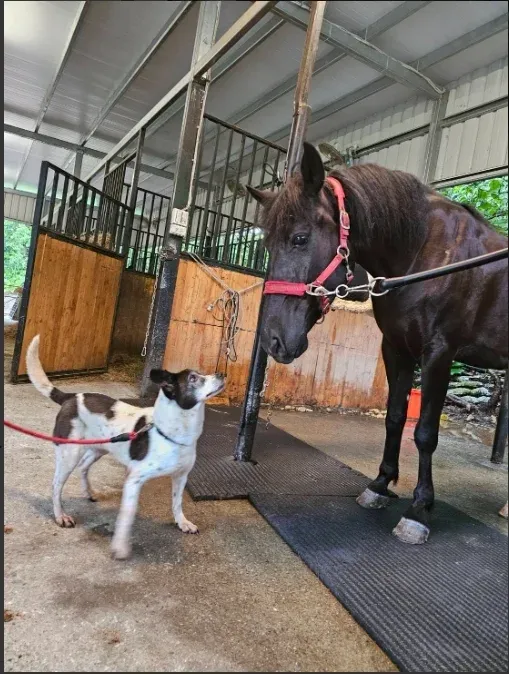老犬離世馬鬱鬱寡歡  領養犬成彼此的救贖