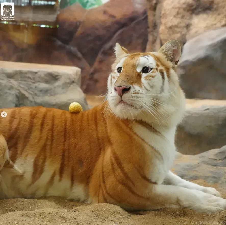 圖為黃金虎「Ava」。（圖／翻攝Instagram@chiangmainightsafari）