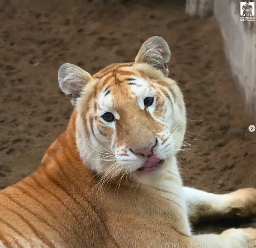 圖為黃金虎「Luna」。（圖／翻攝Instagram@chiangmainightsafari）