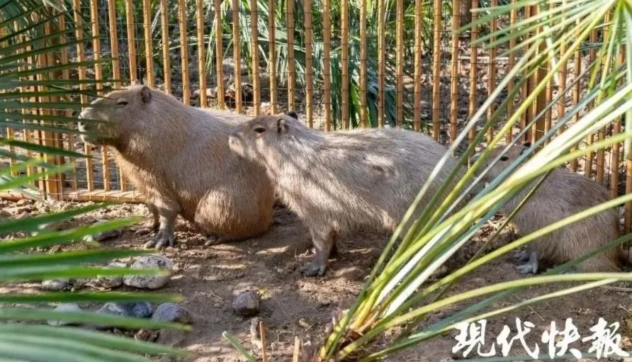 揚州動物園裡的三隻卡皮巴拉。（圖／翻攝微博）