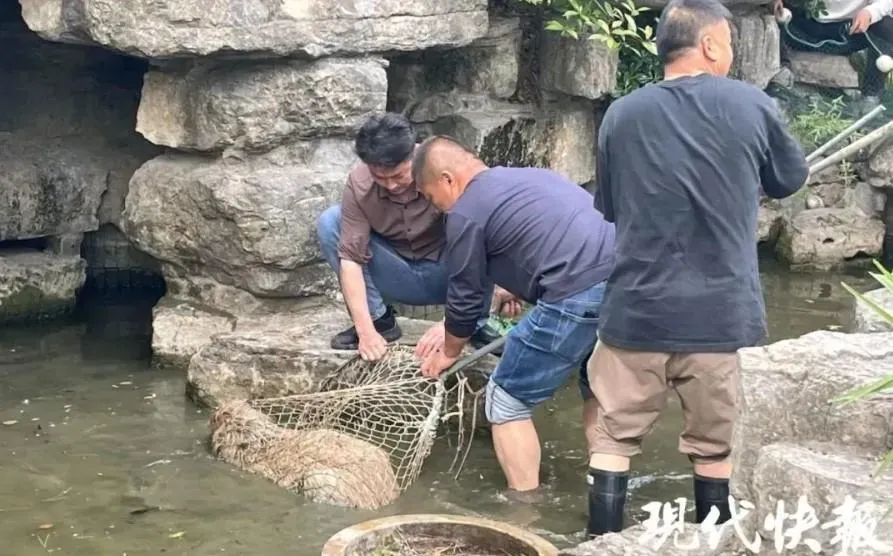 飼養員抓到逃跑的一隻卡皮巴拉。（圖／翻攝微博）