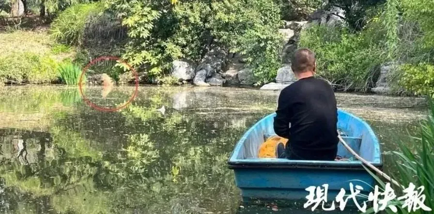 飼養員蹲守逃跑的卡皮巴拉。（圖／翻攝微博）