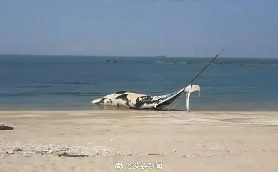 19日有影片顯示鯨魚屍體疑似被漁船拖運走。（圖／翻攝自微博）