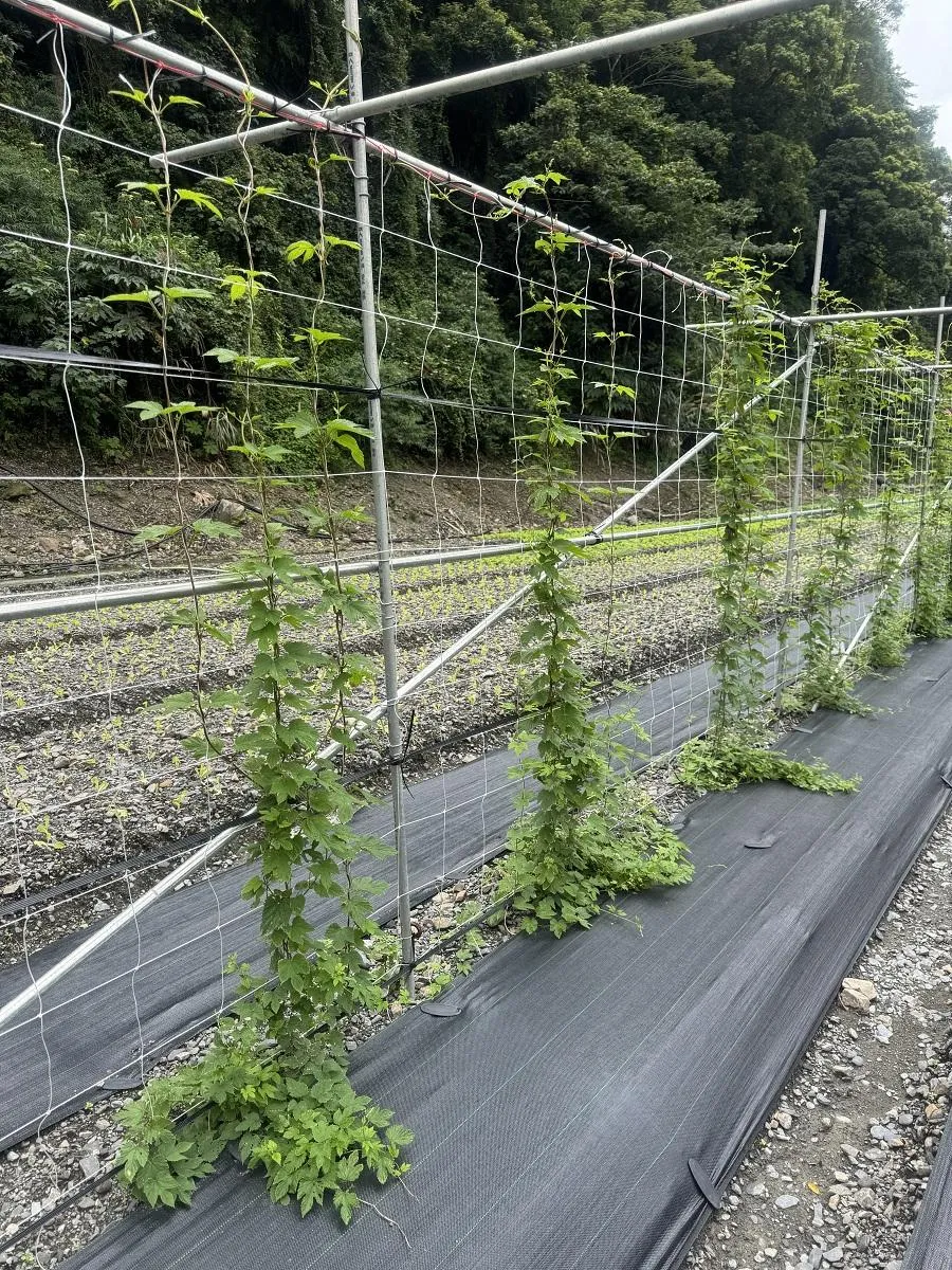 大同鄉南山村一年生啤酒花。（圖／農改場）