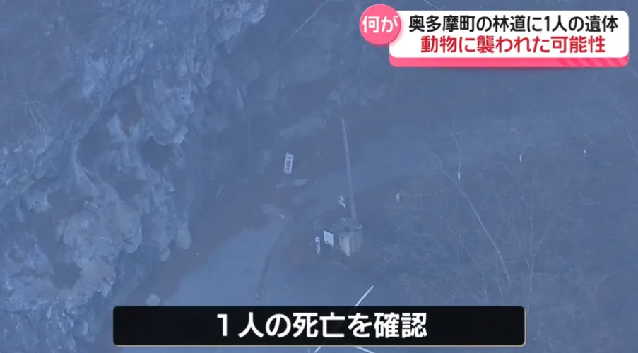 東京都奧多摩町小川谷林道發現一具男屍疑遭啃食。（圖／NNN）