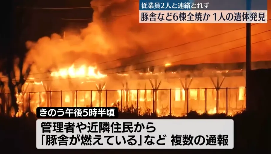 日媒畫面顯示,熊熊大火吞噬養豬場。(圖/NNN)