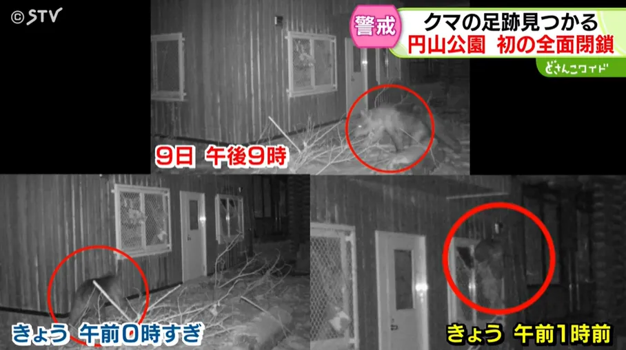 圓山動物園連日發現棕熊的蹤跡。（圖／NNN）