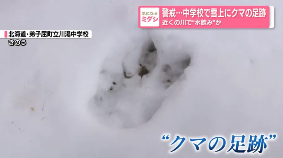 北海道一所國中校園內3月出現熊的足跡。（圖／NNN）