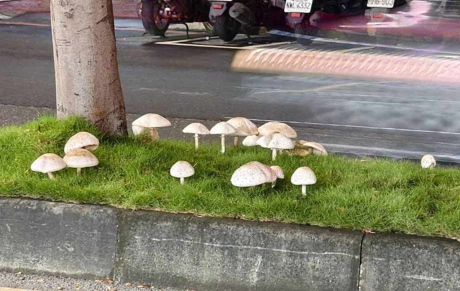 高雄鳳山區鳳南路中央分隔島大雨後長出有毒綠褶菇，民眾打卡搶拍。（圖／中天新聞）