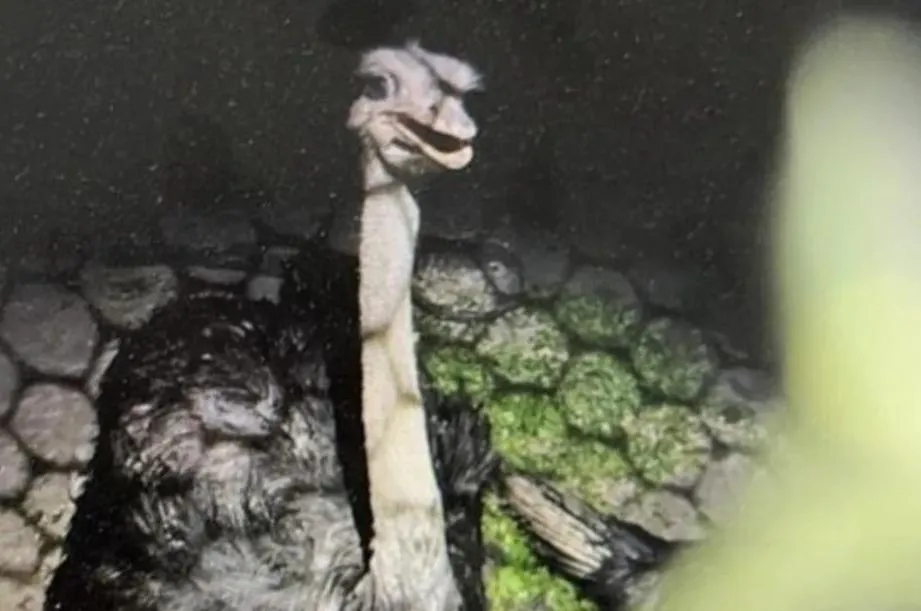 桃園龍潭8日晚間驚傳鴕鳥逛大街!(圖/翻攝畫面)