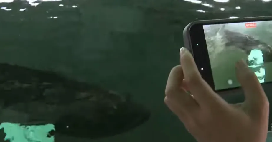 資深美食旅遊記者陳志東去年在高雄漁場進行採訪，怎料他的iphone 16遭水池中的巨大龍膽石斑吞下肚。（示意圖／中天新聞）