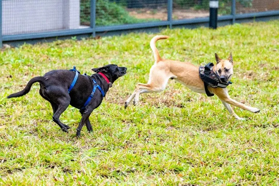 因應市轄犬貓數量增加，桃市114年上半年度已啟用3座新設、2座翻新的寵物友善專區。(圖/桃園市政府提供)