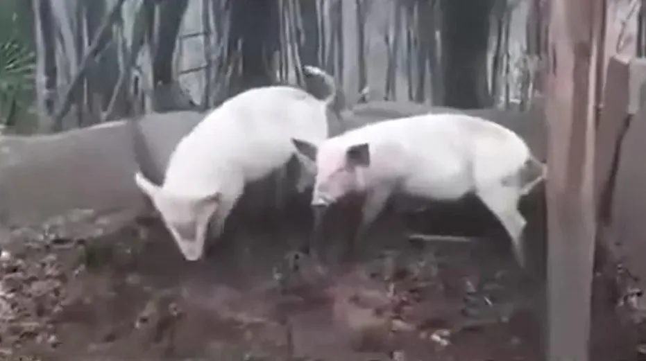 張姓老翁飼養的豬隻。（圖/翻攝新浪微博）