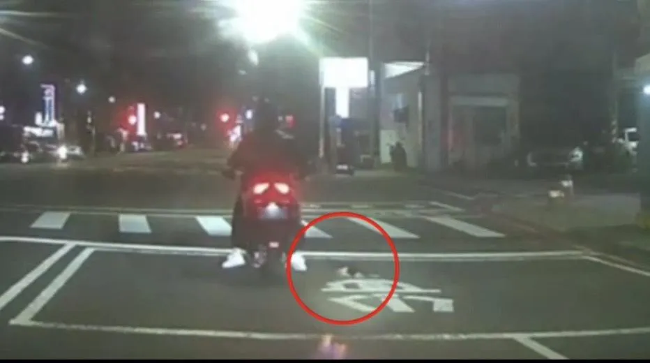 寒夜小貓闖車輪下取暖,楠警眼尖即時伸援化險為安。(圖/警方提供,下同)