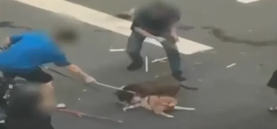 比特犬咬柴犬畫面曝光。（圖／臉書社團屏東小鎮資訊粉絲提供）