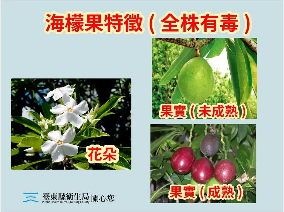 台東縣衛生局提醒,夾竹桃科的海檬果全株有毒。(圖/台東縣政府提供)