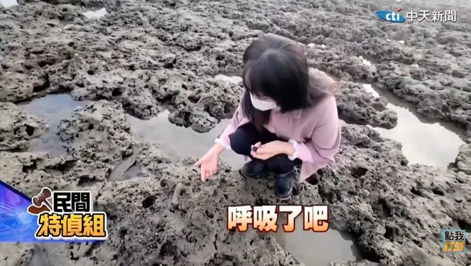 千年藻礁疑遭三接開發的泥巴覆蓋，原本每年仍能成長的活礁體，如今底下呈現白色，潘忠政老師說：這些泥巴是蓋三接前所沒有的。(圖/中天新聞)