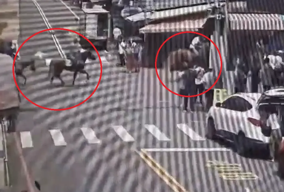 南庄街頭驚見騎馬上路。（圖／警方提供）