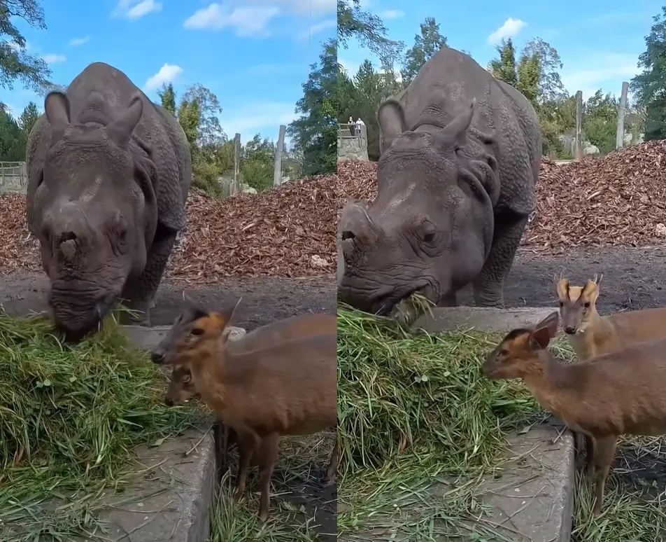 山羌們和犀牛並肩吃草的畫面。(圖/翻攝Instagram@zoowroclaw)