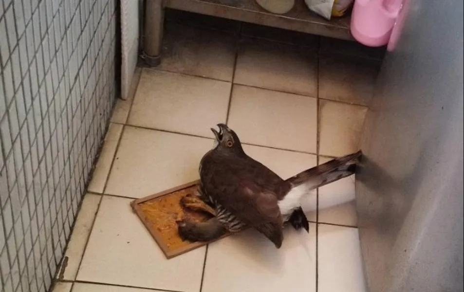 民眾陽台上被黏住的鳳頭蒼鷹與老鼠。（圖／新北市政府動物保護防疫處提供）