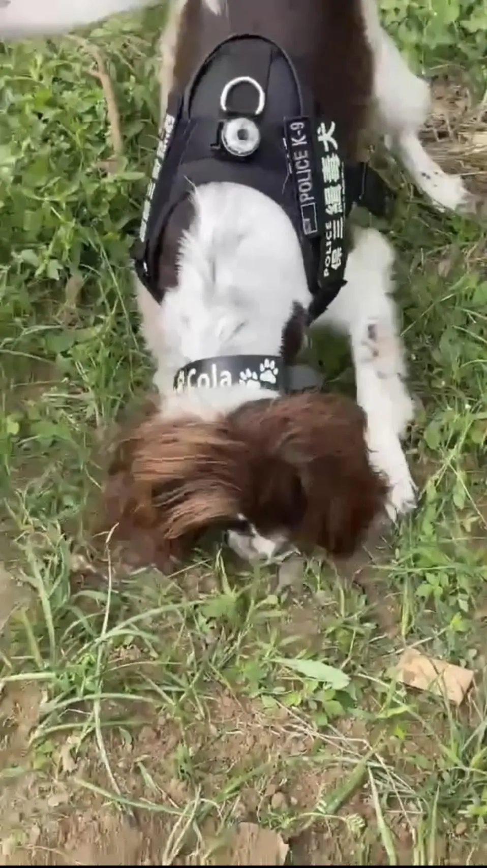 緝毒犬「可樂」協助高雄市刑大警方找出市值36萬毒品。（圖／警方提供）