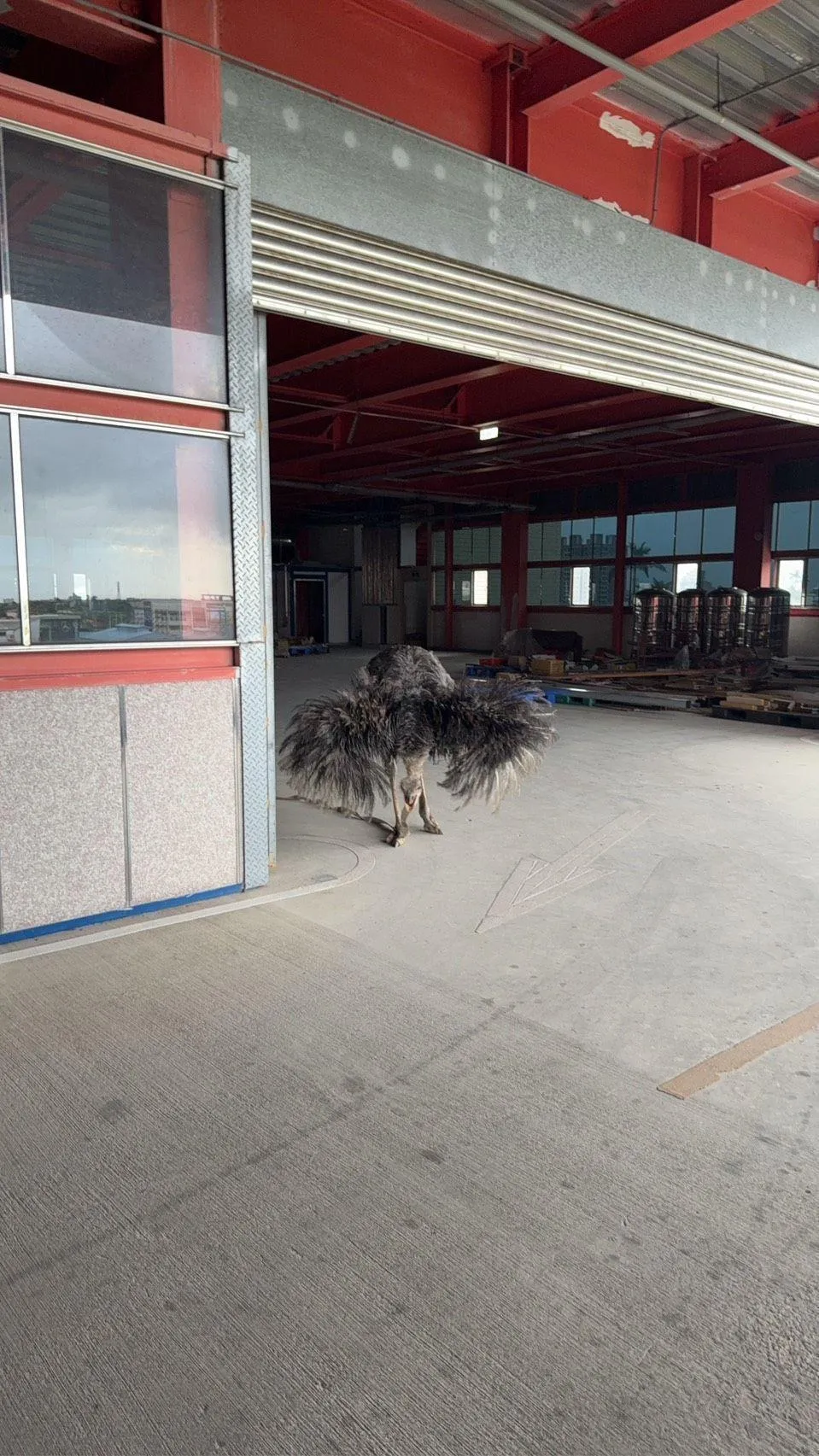 飼主最後把鴕鳥帶回。(圖／警方提供）