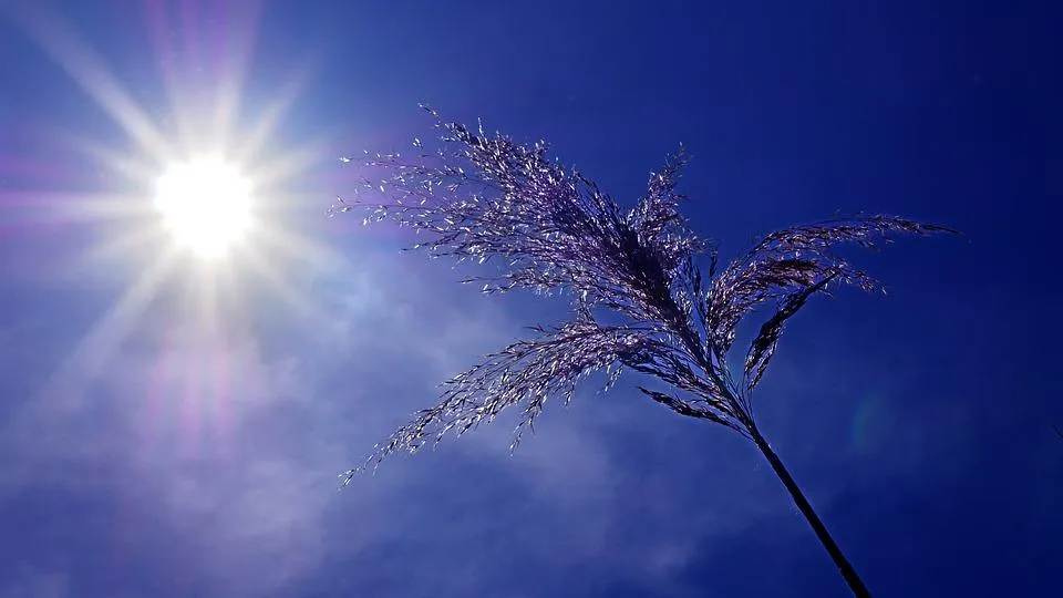 日照可以調節血清素,提升好心情。(示意圖/Pixabay)