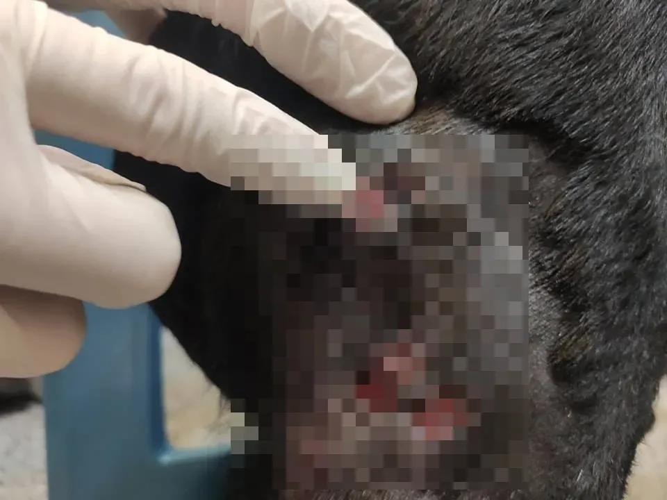 歐陽的愛犬小黑總共被縫了十幾二十幾針。（圖/翻攝畫面）