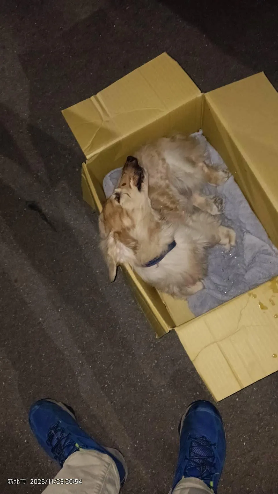 動保處緊急移送犬隻。（圖／新北市動保處）