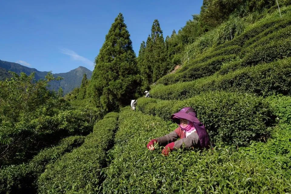 「土壤碳匯」為氣候解方關鍵之一,台灣農業正式跨出制度化的一步。(新生永續顧問提供)