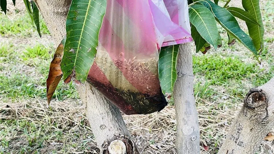 不少果農仍流行用「袋裝腐肉」養蠅來達到芒果授粉的目的。（圖／中時新聞網）