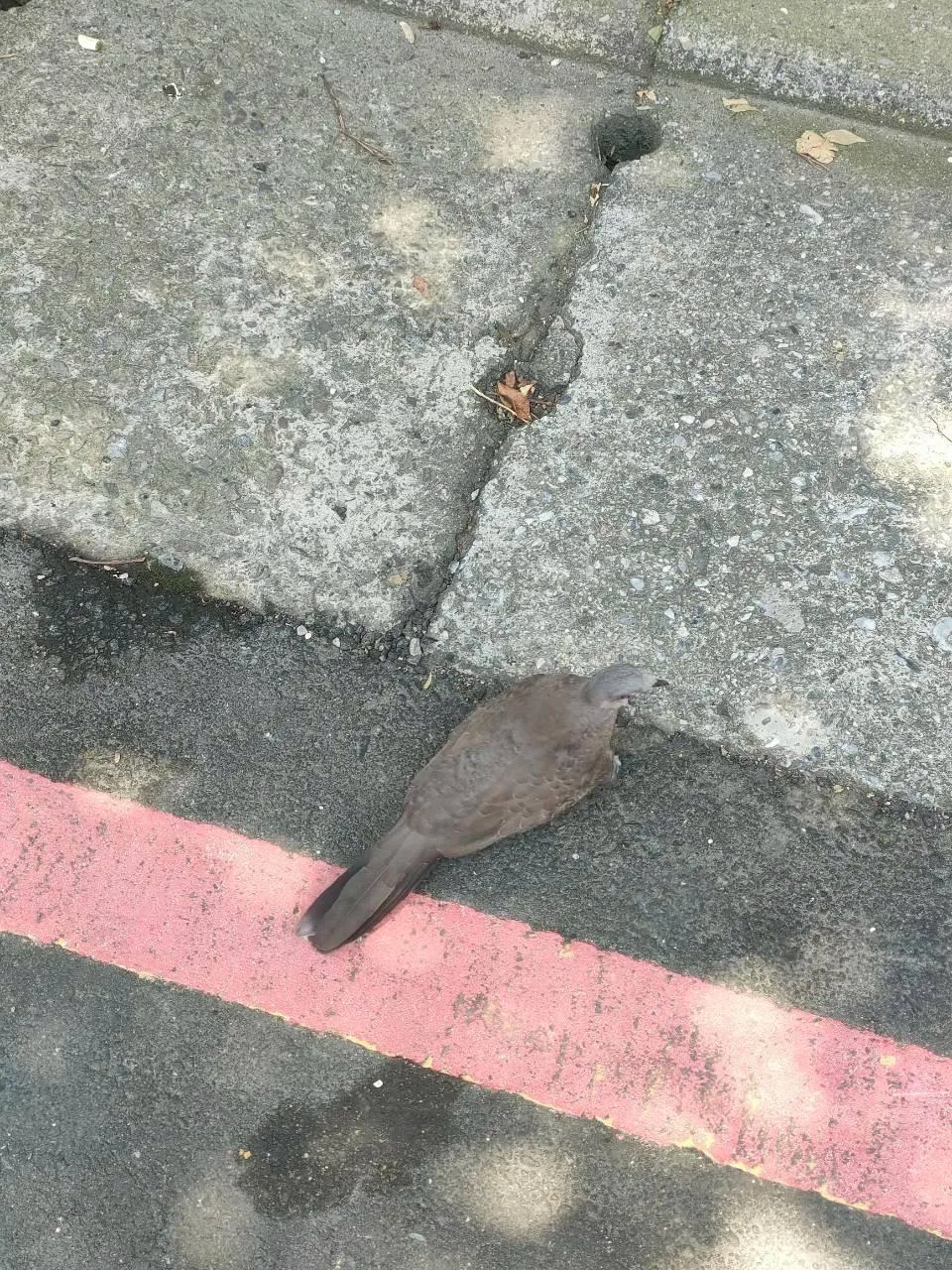 珠頸斑鳩為都市常見之原生種鳥類。(圖/新北動保處提供)