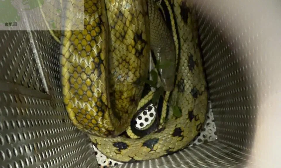 動保處日前接獲通報，於中和區有大型蛇類出沒，現場確認為無毒的黑眉錦蛇。（圖／新北市政府動物保護防疫處提供）