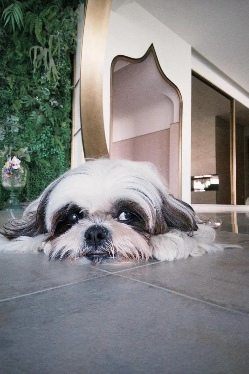 陳文茜飼養的愛犬西西里島機警地向管家示警，才化解了一場可能的嚴重傷害。（圖／翻攝文茜的世界周報 Sisy's World News臉書）