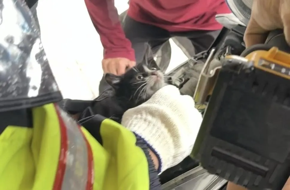 小貓卡在機車裡警方協助脫困。（圖／翻攝畫面）