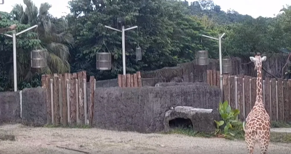 黑猩猩脫逃闖入園區,長頸鹿受到驚嚇集體狂奔,現場一度混亂。(圖/翻攝自Threads/gn00175179)