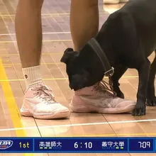 UBA/黑狗亂入比賽喊停!緊咬球鞋不放 全場看傻眼