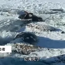 陸水庫赫見13匹「冰凍馬」!疑冰面破裂落水 慘集體凍死